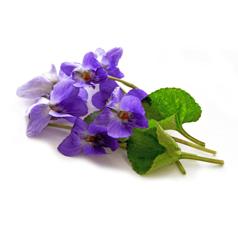 Violet Leaves