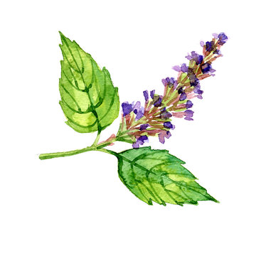 Pachouli