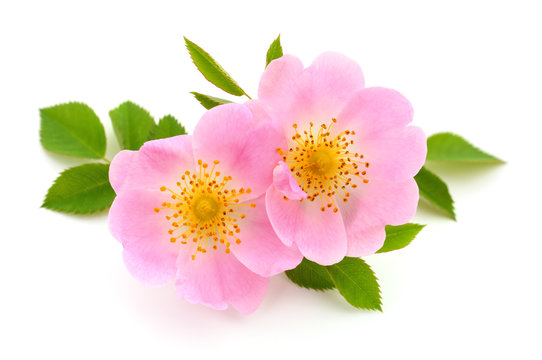 Wild Rose