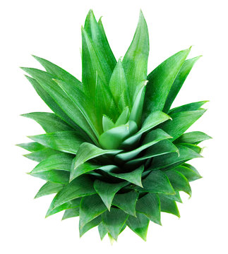 Pineapple Leaves