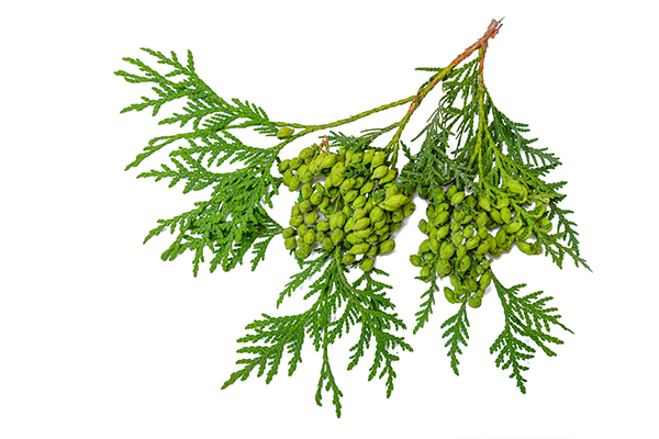 White Cedar