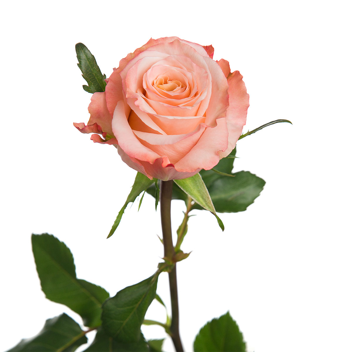 Pomarose