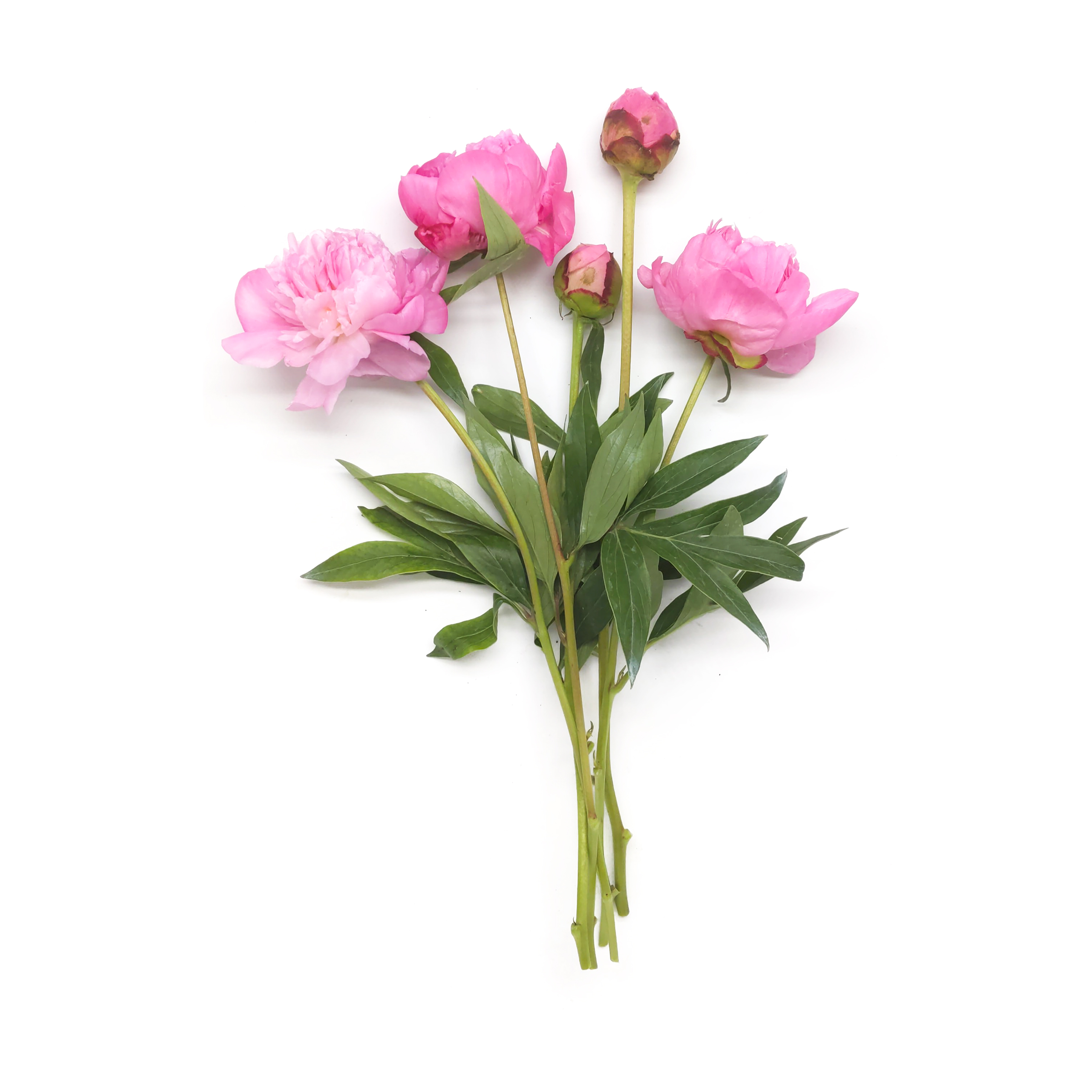 Peony