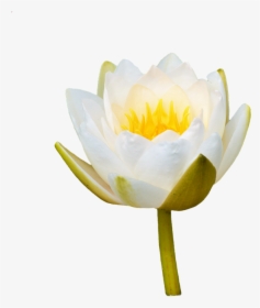 Water Lily